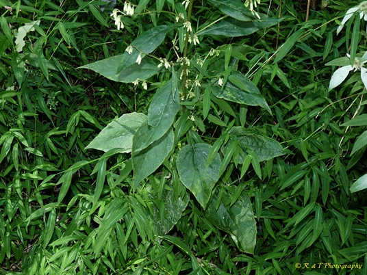 {Nabalus altissimus}